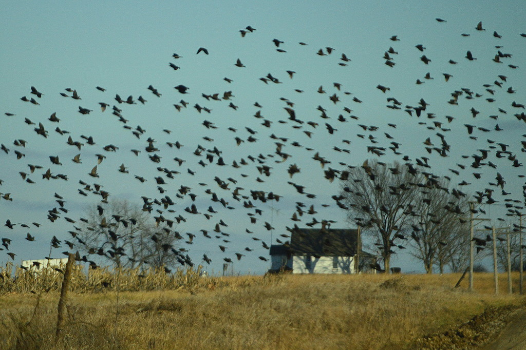 Flocking the Farm by kareenking