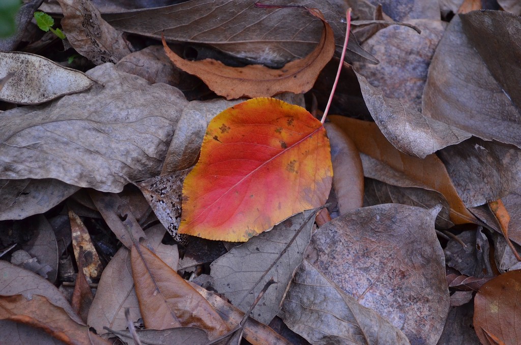 Autumn leaf study by congaree