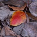 Autumn leaf study by congaree
