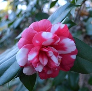 17th Dec 2014 - Camellia, Magnolia Gardens, Charleston,  SC