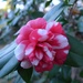 Camellia, Magnolia Gardens, Charleston,  SC by congaree