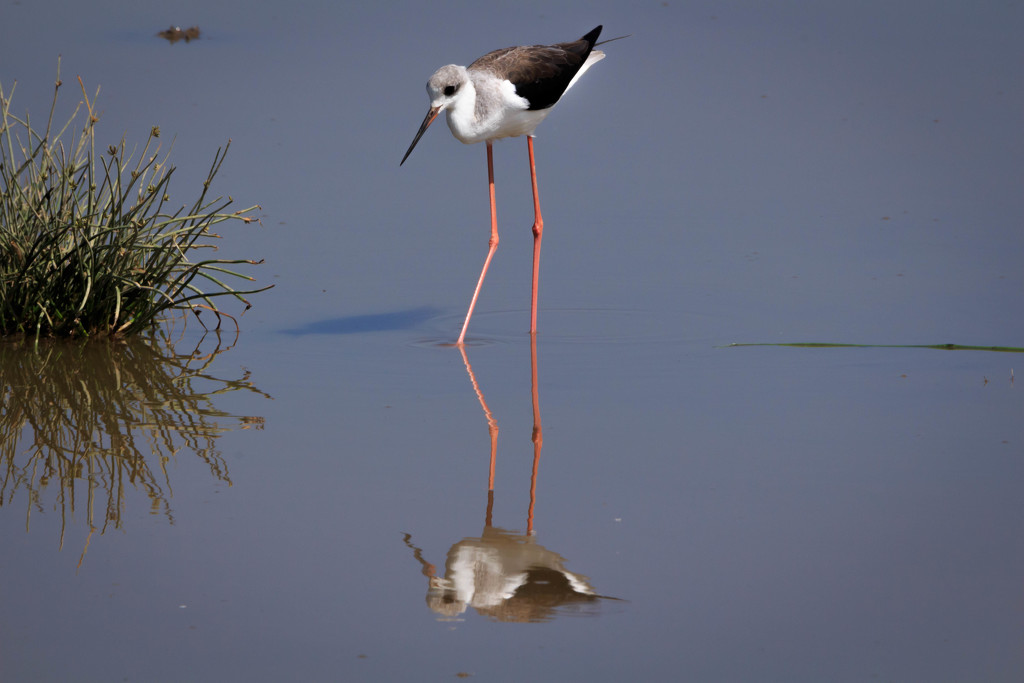 Reflections of a Stilt. by pusspup