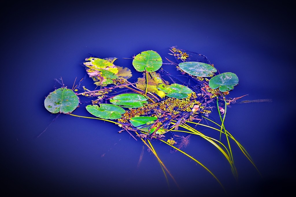 Lily Pads by soboy5