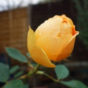 17th Dec 2014 - The Last Rose in the Garden