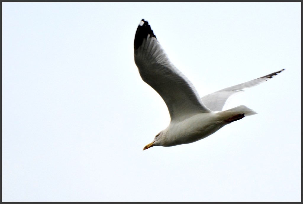 Gull in flight by rosiekind