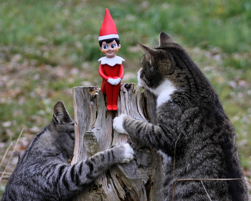 Good kitties don't eat elves.  Right? by cjwhite