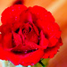 Red rose with drops by elisasaeter
