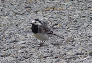 17th Dec 2014 -  Pied Wagtail 