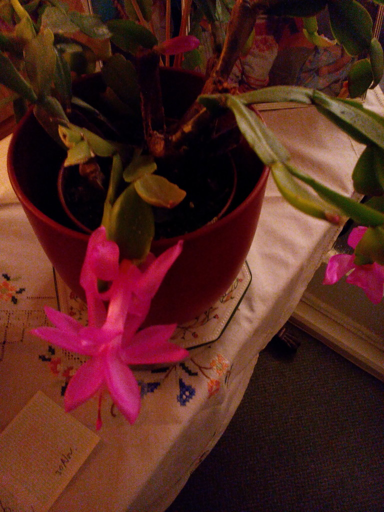 Christmas Cactus in flower by jennymdennis
