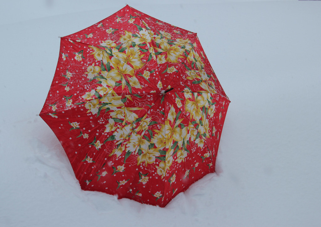 Umbrella on snow. by hellie
