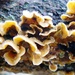 Weird hairy fungus.... by julienne1