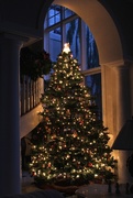 17th Dec 2014 - Christmas Tree