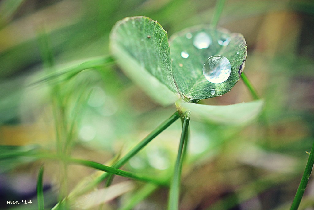 Dew on Clover by mhei