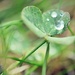 Dew on Clover by mhei