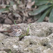 Song Sparrow by lstasel