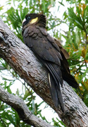 18th Dec 2014 - Yellow Tailed Black Cockatoo