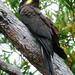 Yellow Tailed Black Cockatoo by onewing