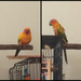 Two birdies on a stick by alia_801
