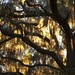 Back-lit live oak, Charleston, SC by congaree