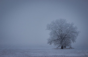 16th Dec 2014 - frosty fog