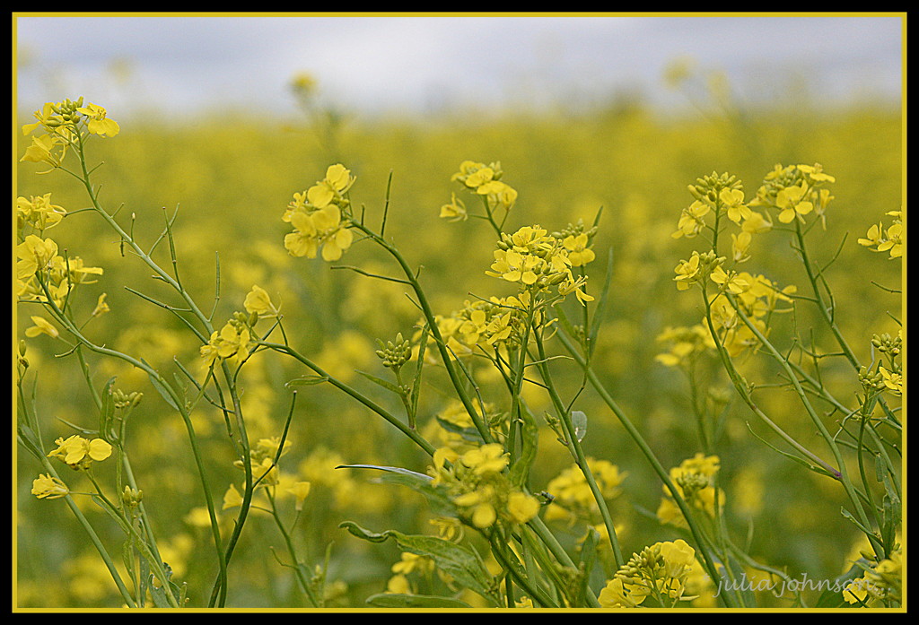 Mustard Fields... by julzmaioro