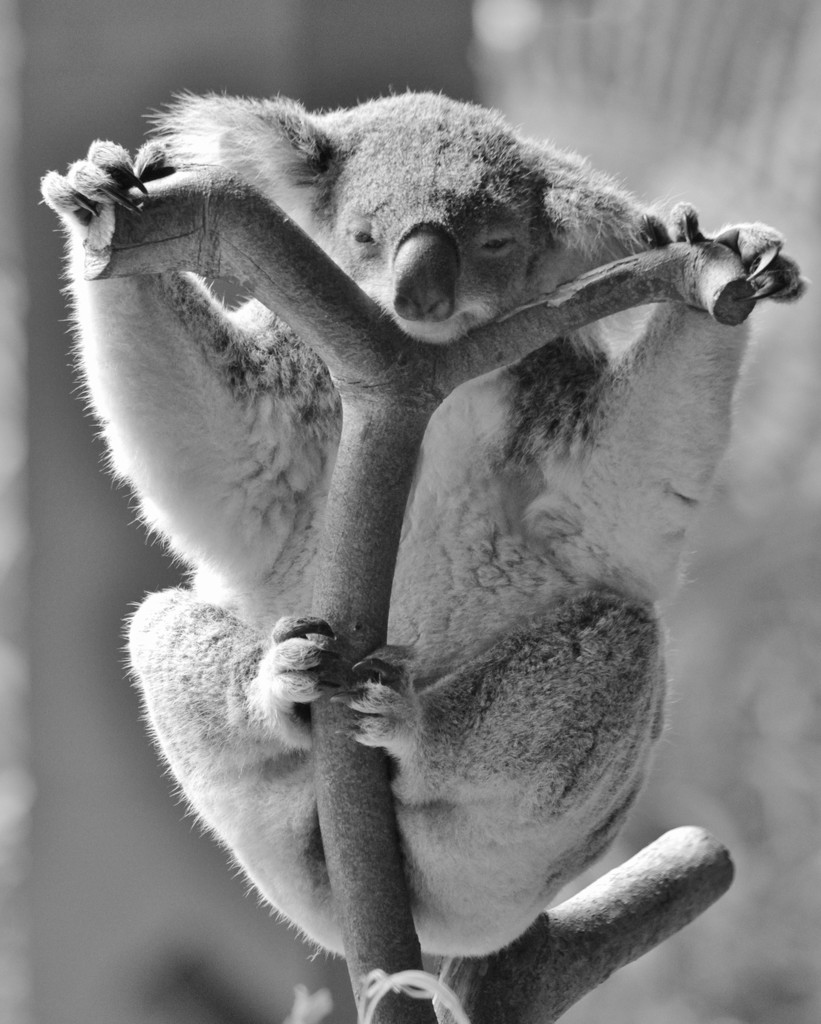 Riding Koala :-) by anne2013