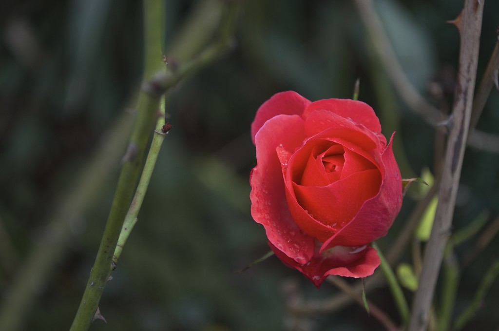 Winter Rose by vera365