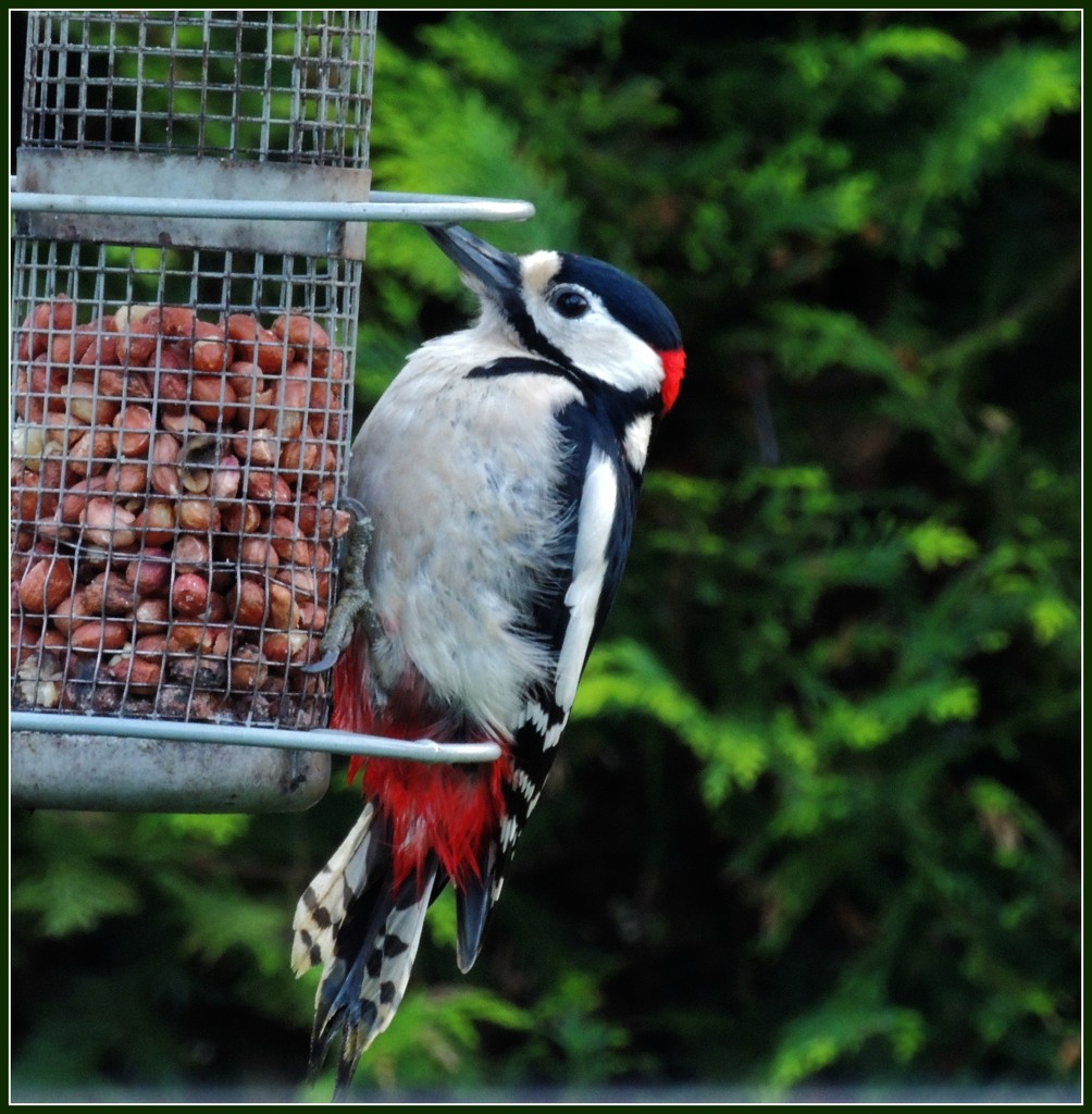 Woodie woodpecker by rosiekind