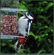 18th Dec 2014 - Woodie woodpecker
