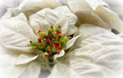 18th Dec 2014 - Holiday 18 - White ponisettia