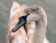 18th Dec 2014 - Seven swans a swimming