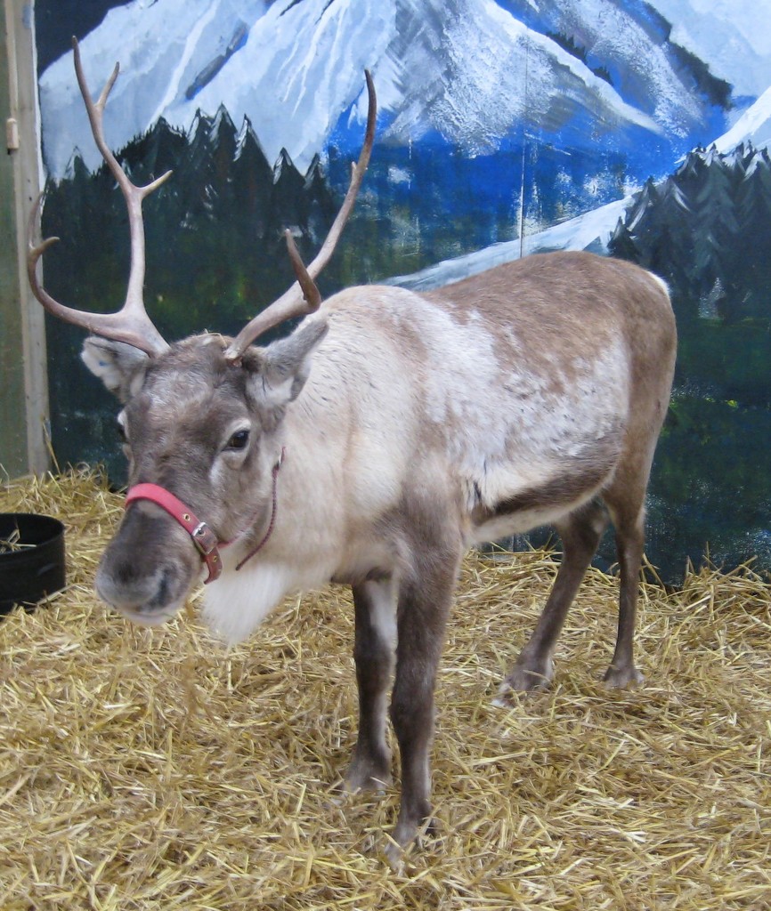  Reindeer by susiemc