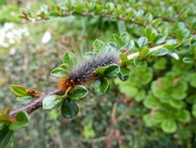 18th Dec 2014 -  Very Hairy Caterpillar 