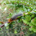  Very Hairy Caterpillar  by susiemc