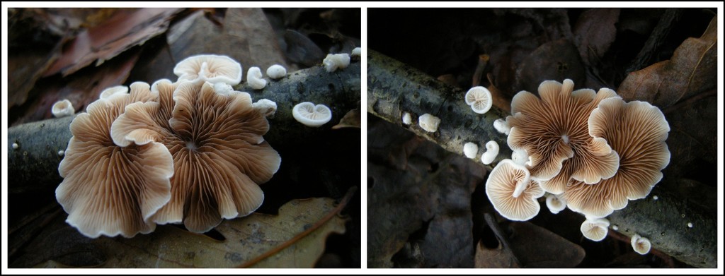 Fungus- Extra ordinary by pyrrhula