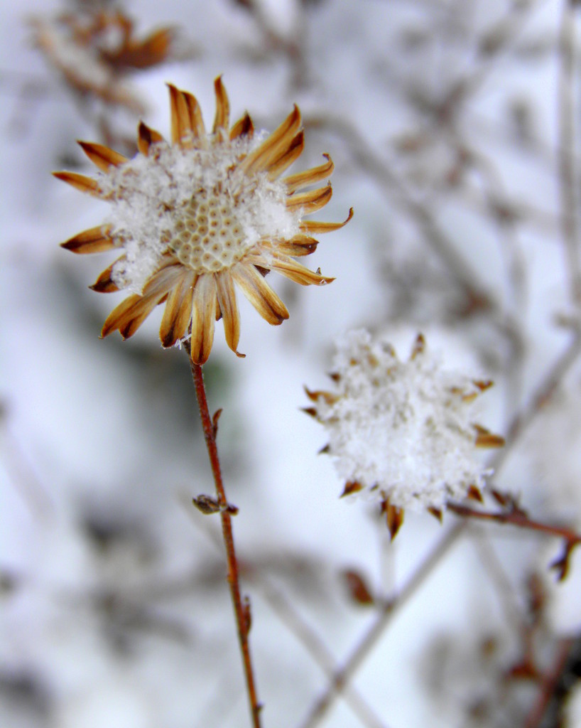 December 18: Snow Flowers by daisymiller