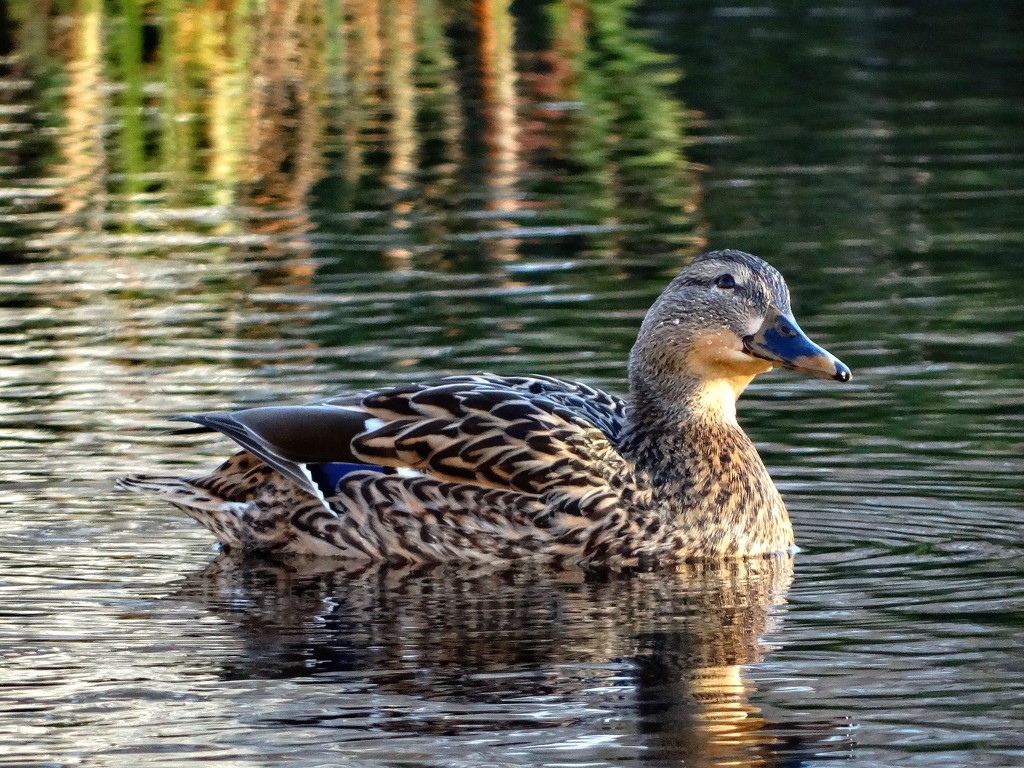Mrs. Duck by khawbecker