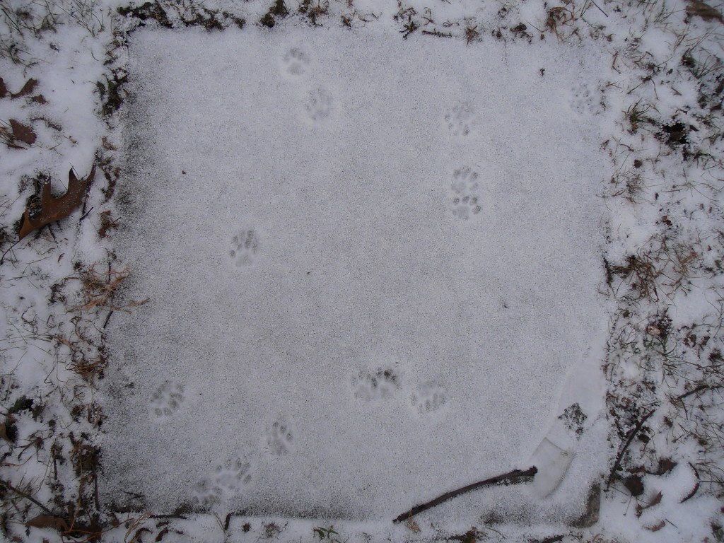 Cat Tracks by julie