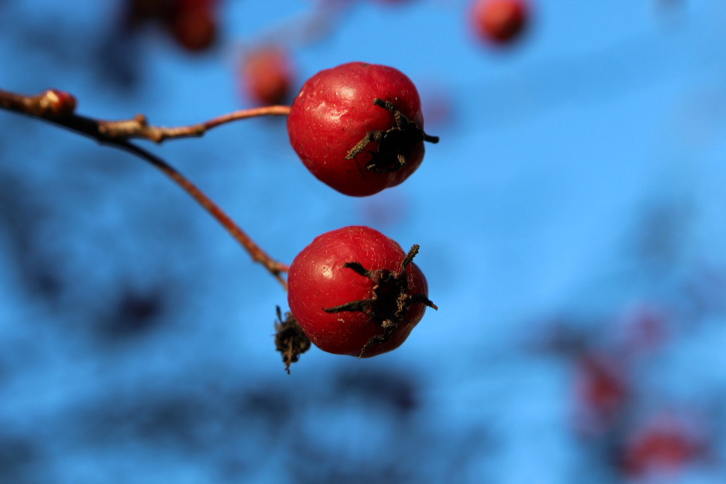 Hawthorn berries IMG_0014 by annelis