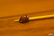18th Dec 2014 - Asian Ladybug