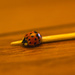 Asian Ladybug by skipt07
