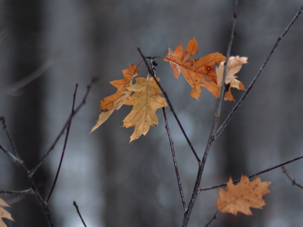 Winter Oak Leaves by tosee