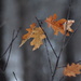 Winter Oak Leaves by tosee