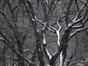 19th Dec 2014 - Trees of Winter ii