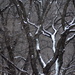 Trees of Winter ii by tosee