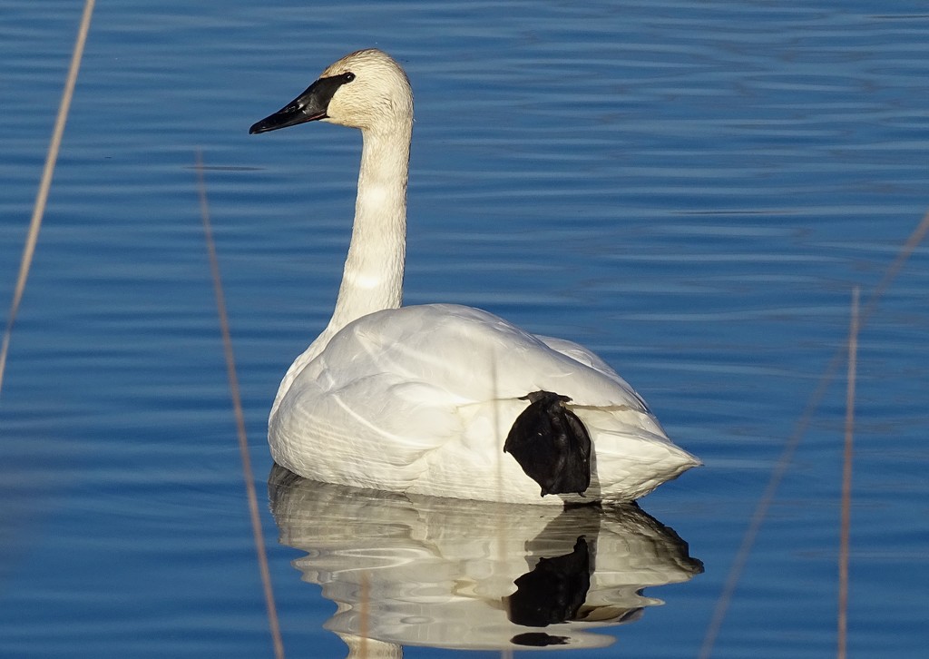 Trumpeter Swan Resting by annepann