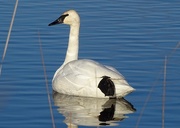 17th Dec 2014 - Trumpeter Swan Resting