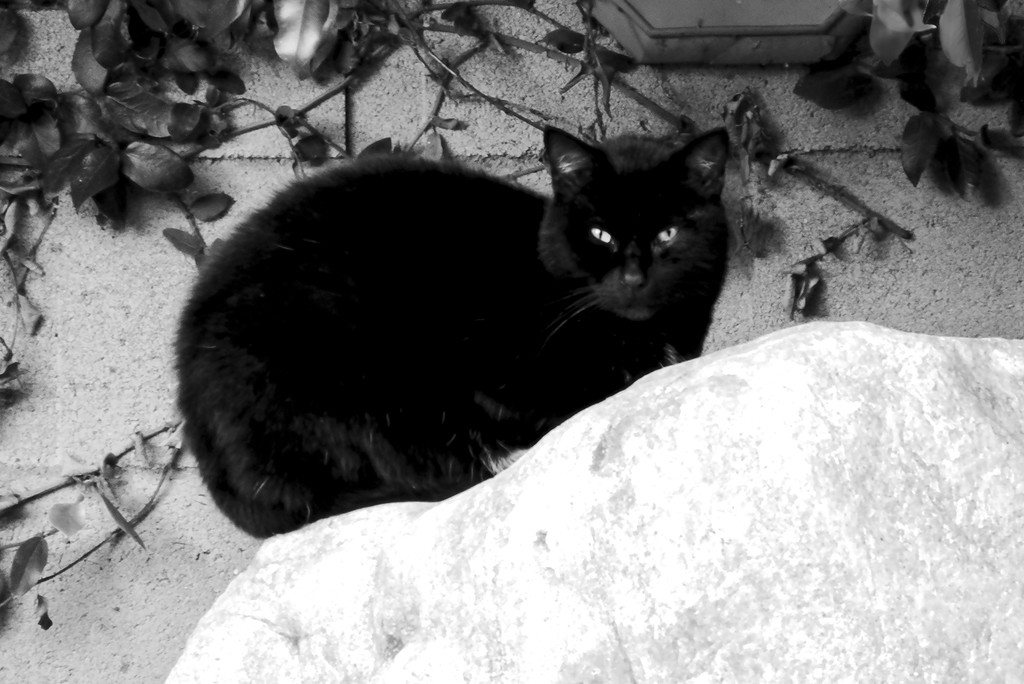 Black Cat   ...  White Rock by Weezilou