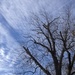Winter tree and high clouds by congaree