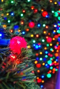 20th Dec 2014 - Lights of Christmas. Advent calendar, day 20. 
